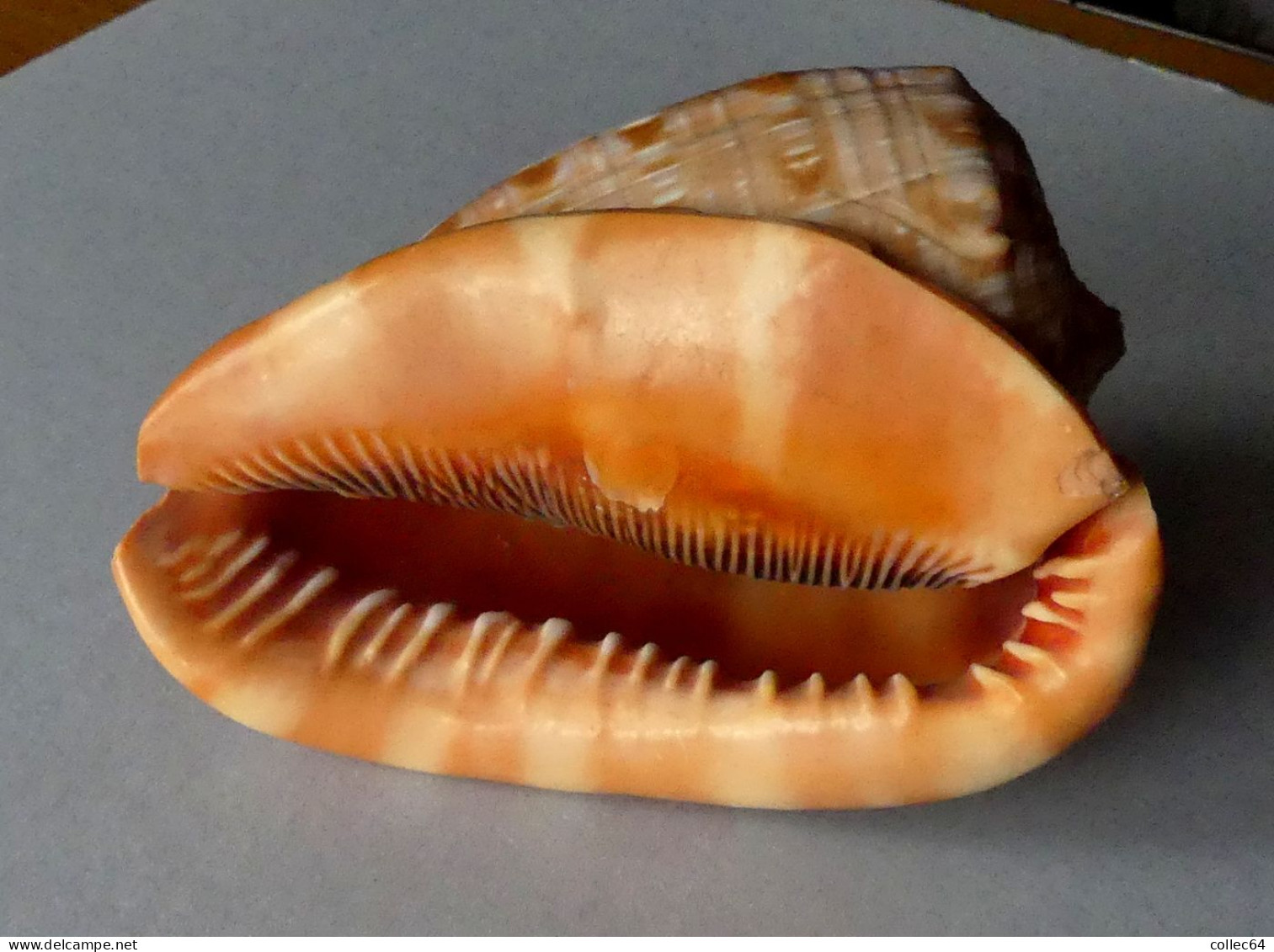 "Casque"  Cypraecassis Rufa - Seashells & Snail-shells