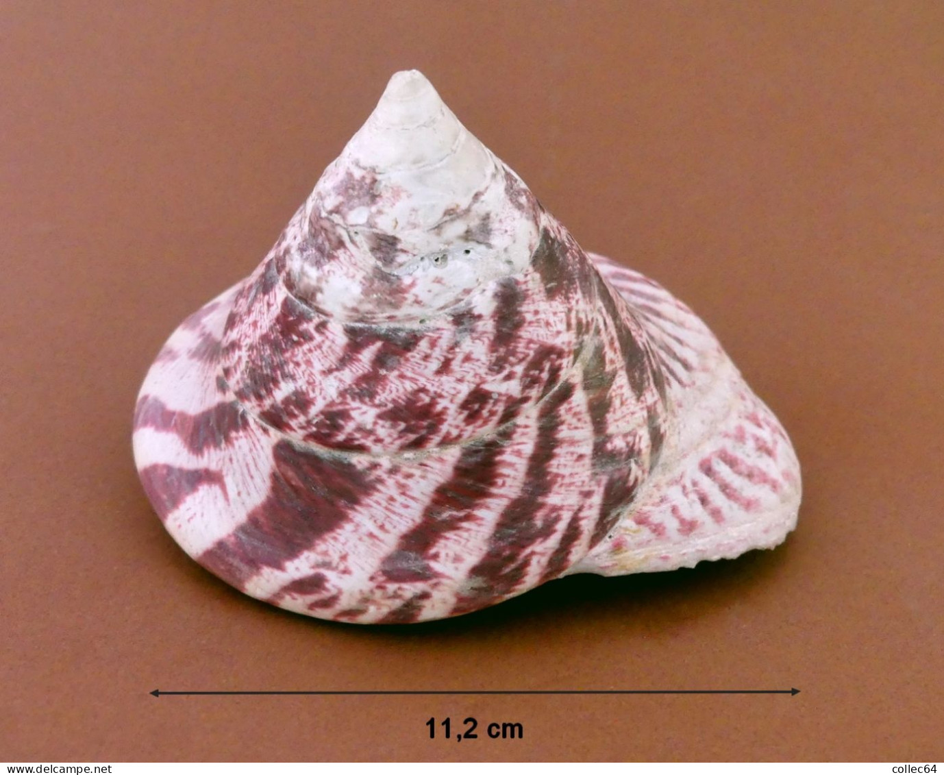 "Troca"  Trocus Niloticus - Seashells & Snail-shells