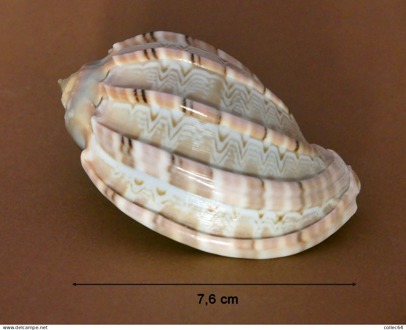 "Harpe"  Harpa Major - Seashells & Snail-shells