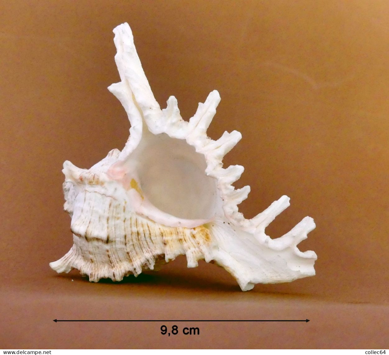 Murex Ramosus - Seashells & Snail-shells