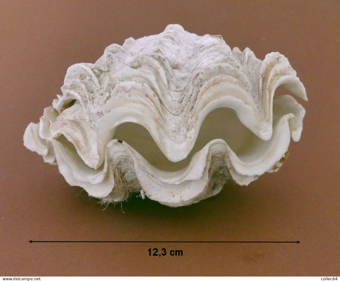 "Bénitier"  Tridacna Maxima - Muscheln & Schnecken