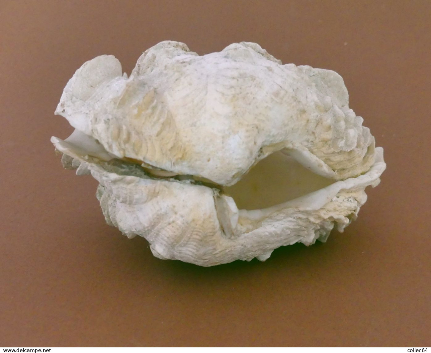 "Bénitier"  Tridacna Maxima - Seashells & Snail-shells