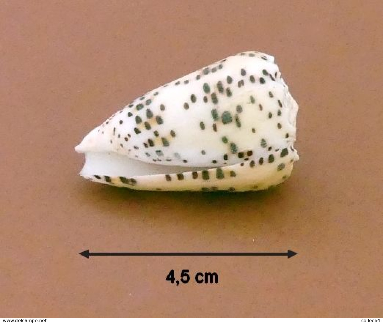 "Cône"  Conus Publicarius - Seashells & Snail-shells