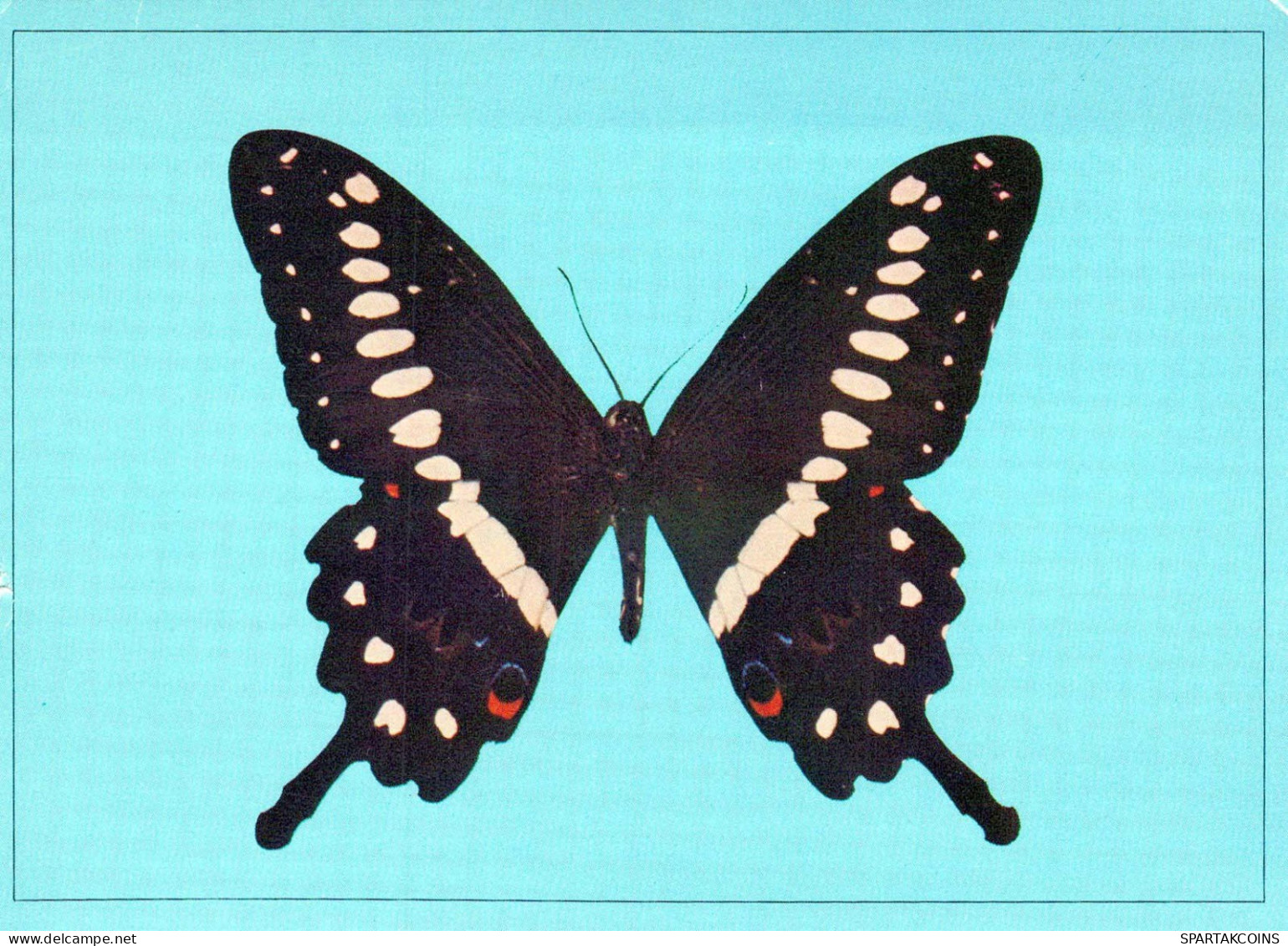 SCHMETTERLINGE Tier Vintage Ansichtskarte Postkarte CPSM #PBS425.DE - Butterflies