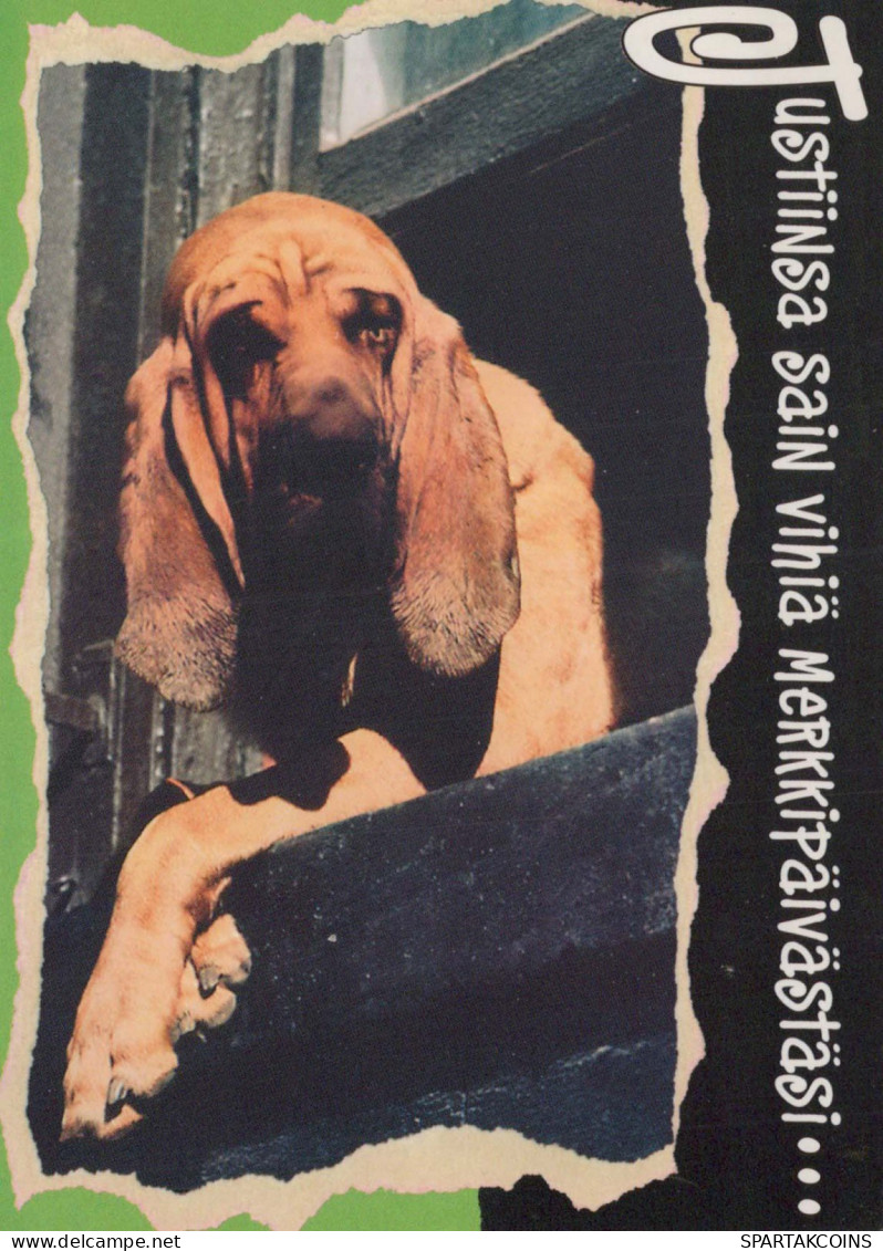 HUND Tier Vintage Ansichtskarte Postkarte CPSM #PBQ393.DE - Cani