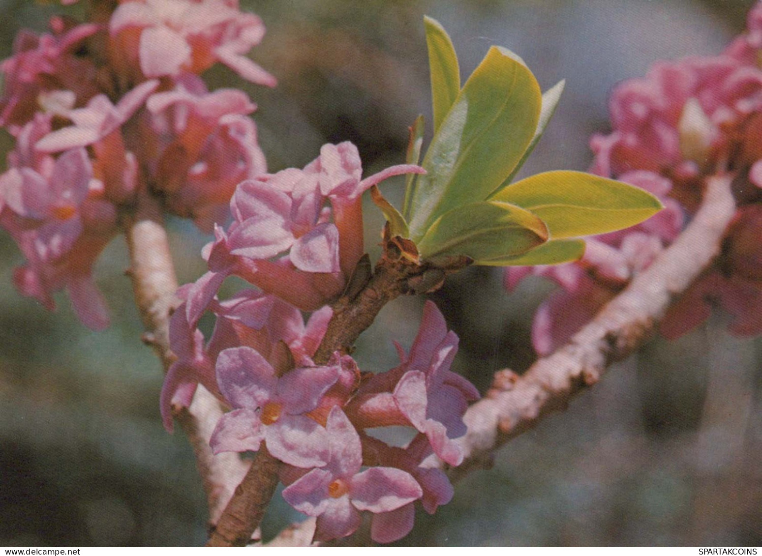 FLOWERS Vintage Ansichtskarte Postkarte CPSM #PAS470.DE - Fleurs