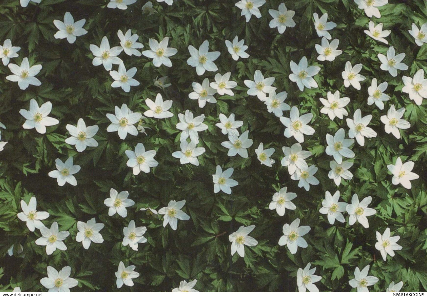 FLOWERS Vintage Ansichtskarte Postkarte CPSM #PAR449.DE - Fleurs