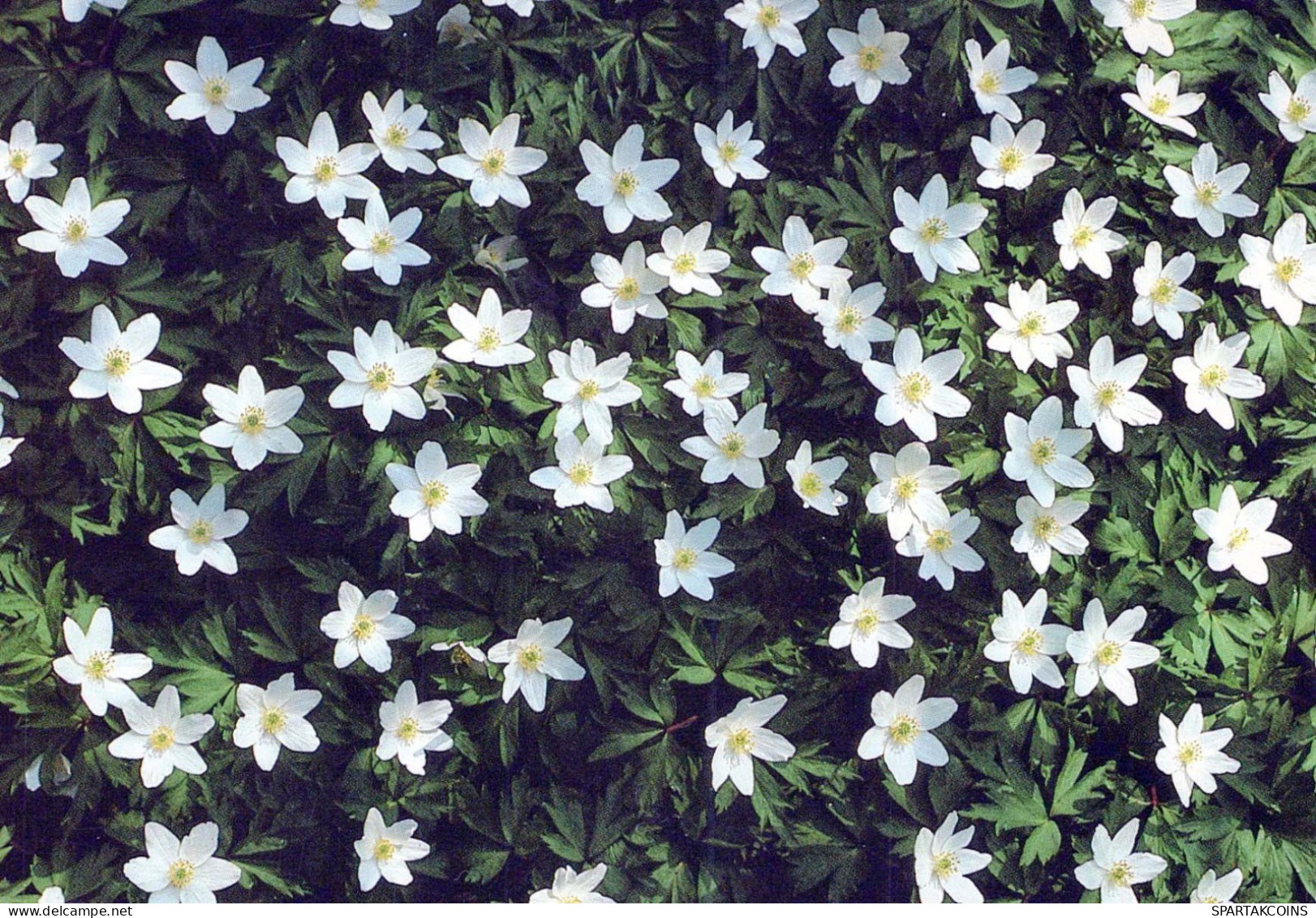 FLOWERS Vintage Ansichtskarte Postkarte CPSM #PAR449.DE - Fleurs