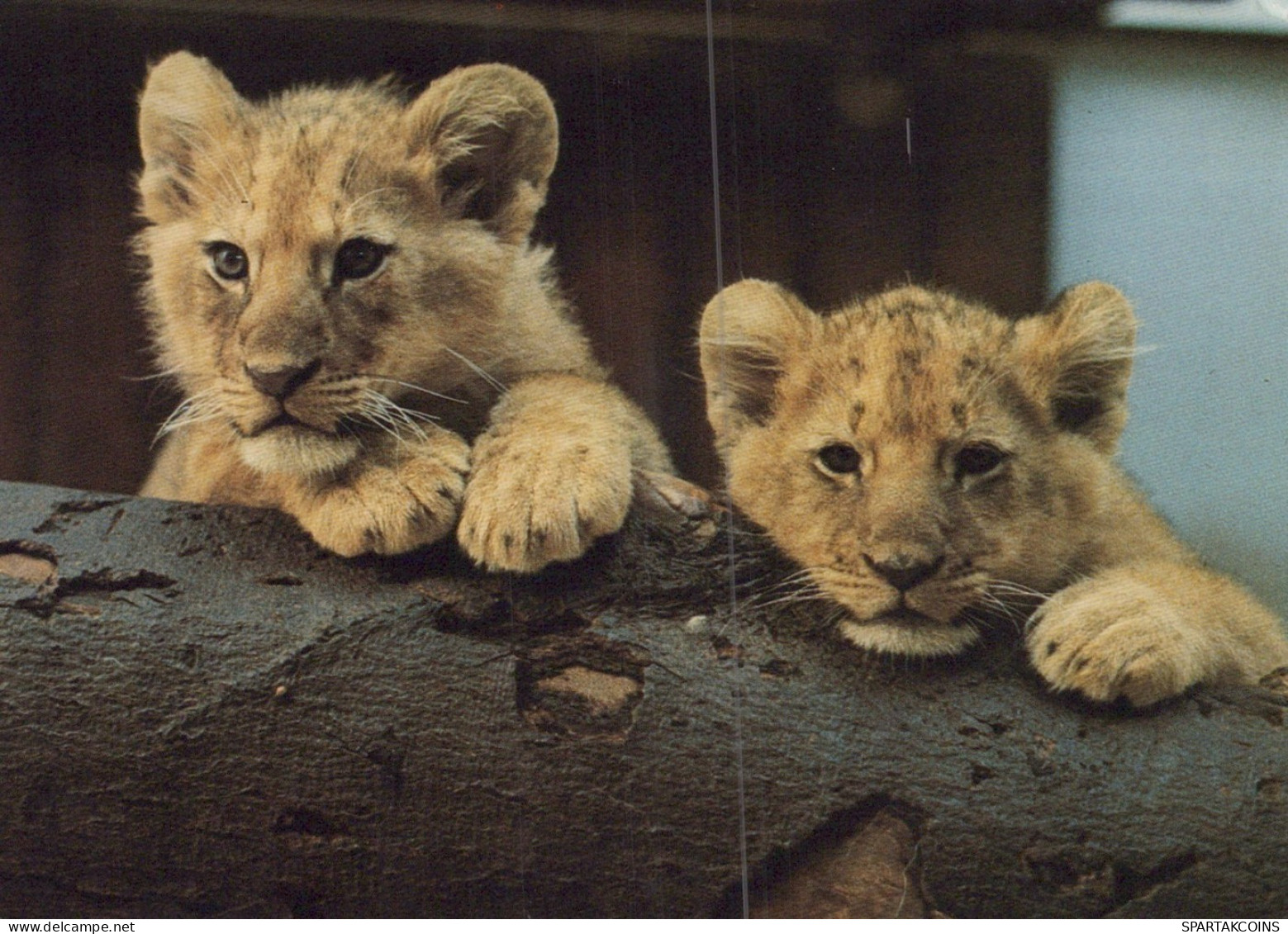 LION RAUBKATZE Tier Vintage Ansichtskarte Postkarte CPSM #PAM003.DE - Leeuwen