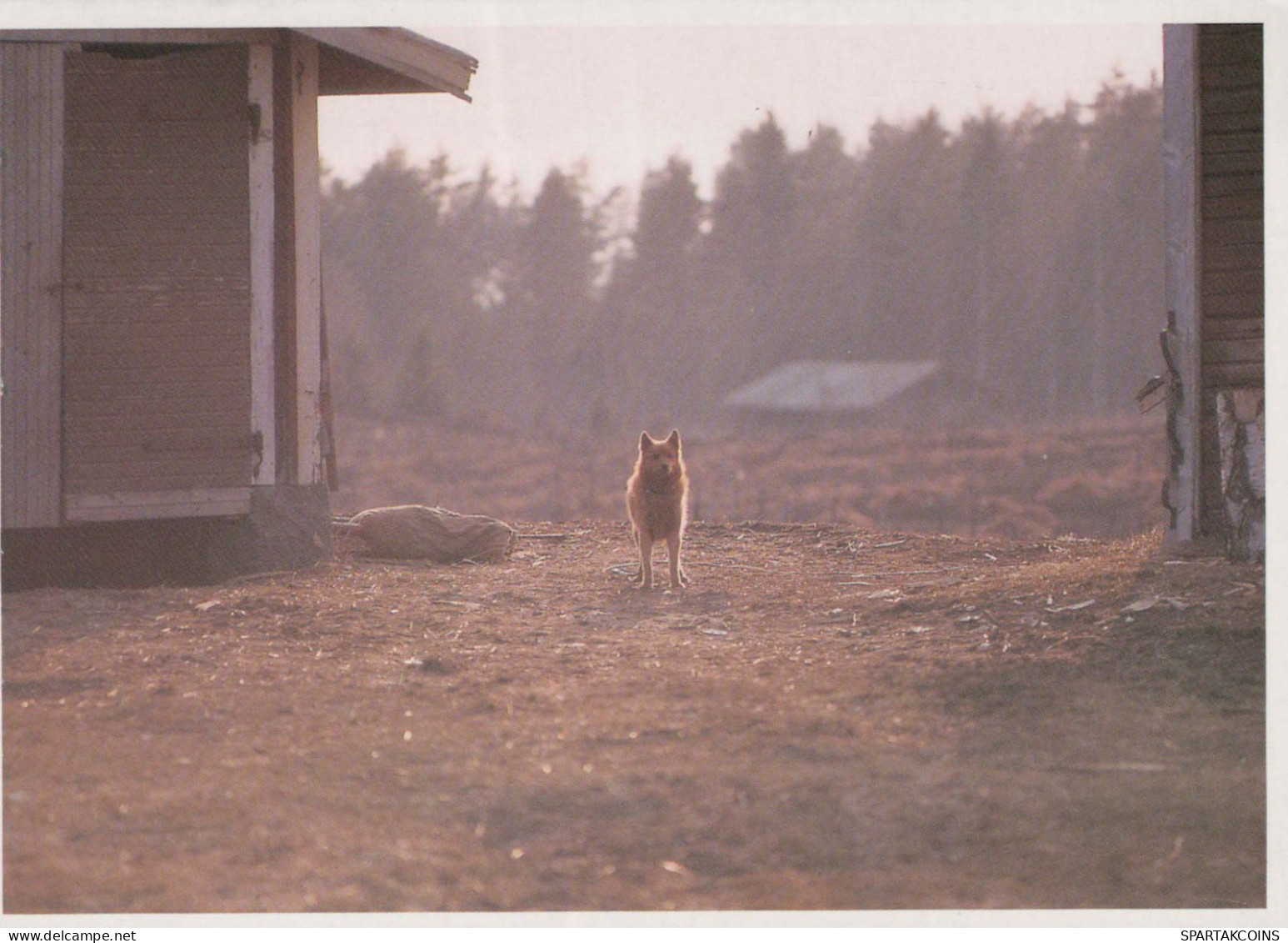 CHIEN Animaux Vintage Carte Postale CPSM #PBQ392.FR - Chiens