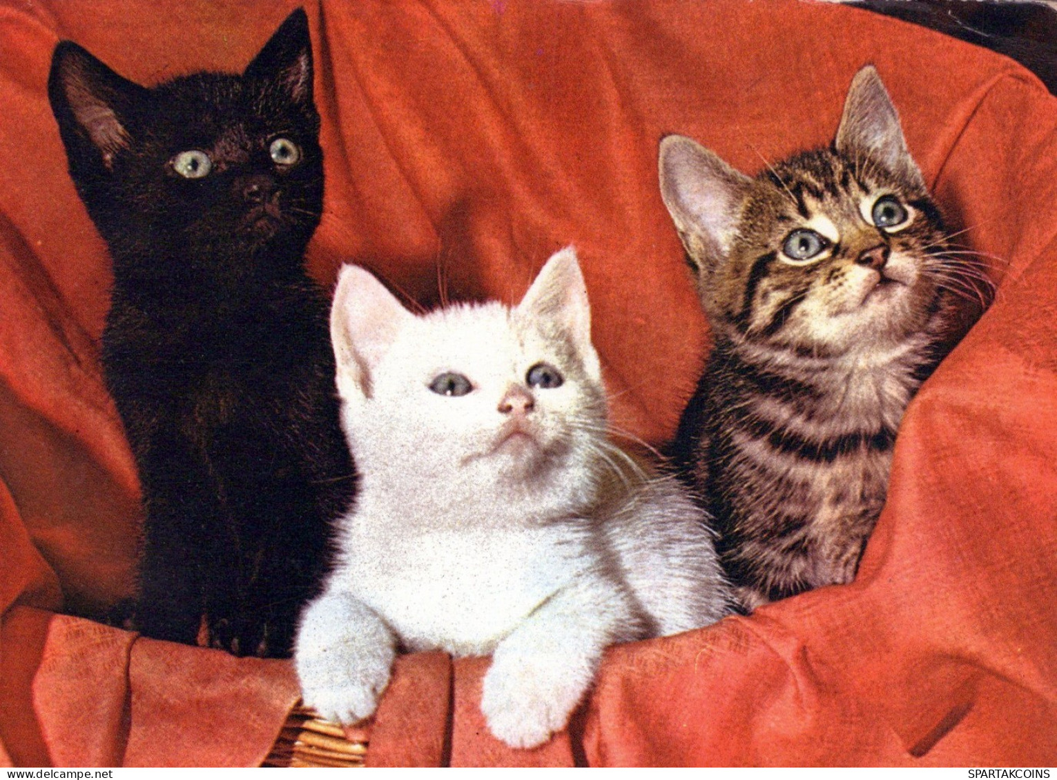 CHAT CHAT Animaux Vintage Carte Postale CPSM #PAM631.FR - Chats