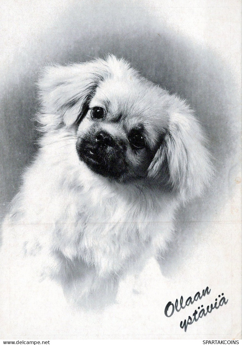 DOG Animals Vintage Postcard CPSM #PAN961.GB - Perros