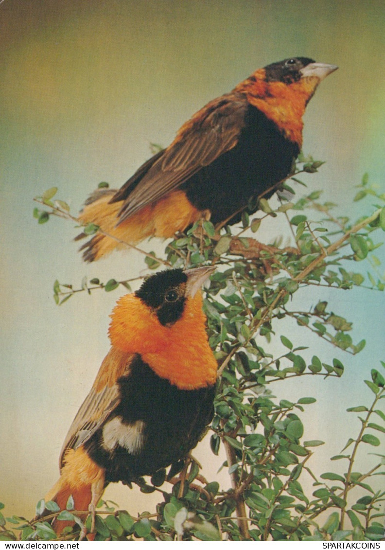 BIRD Animals Vintage Postcard CPSM #PAM692.GB - Vögel