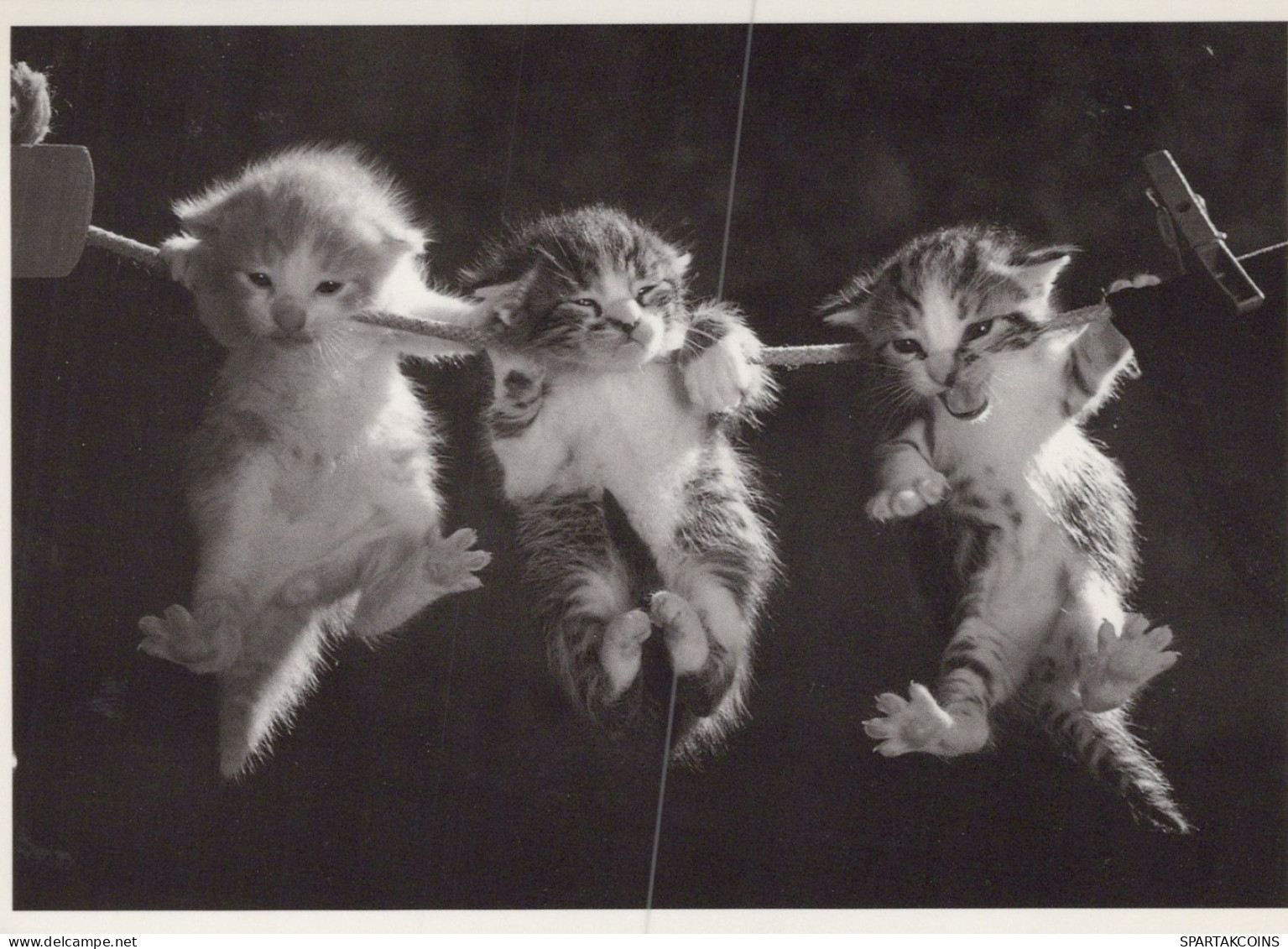 CAT KITTY Animals Vintage Postcard CPSM #PAM439.GB - Gatos