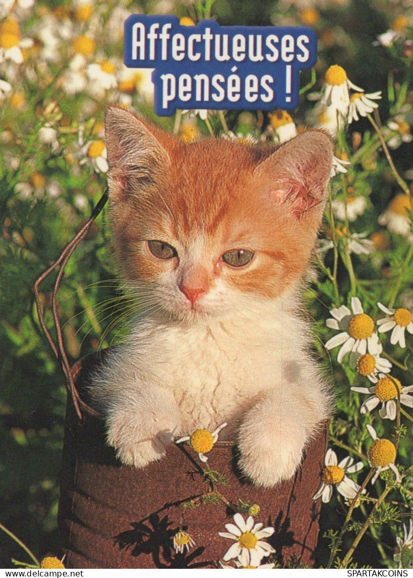 CAT KITTY Animals Vintage Postcard CPSM #PAM628.GB - Chats