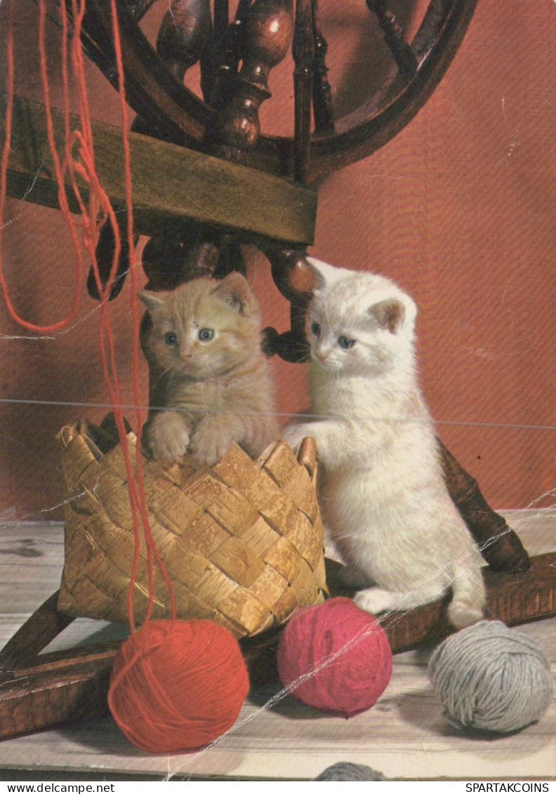 CAT KITTY Animals Vintage Postcard CPSM #PAM309.GB - Cats