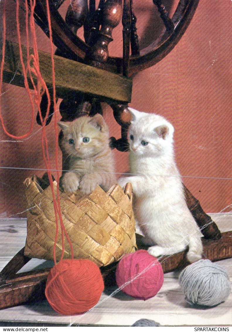 CAT KITTY Animals Vintage Postcard CPSM #PAM309.GB - Cats