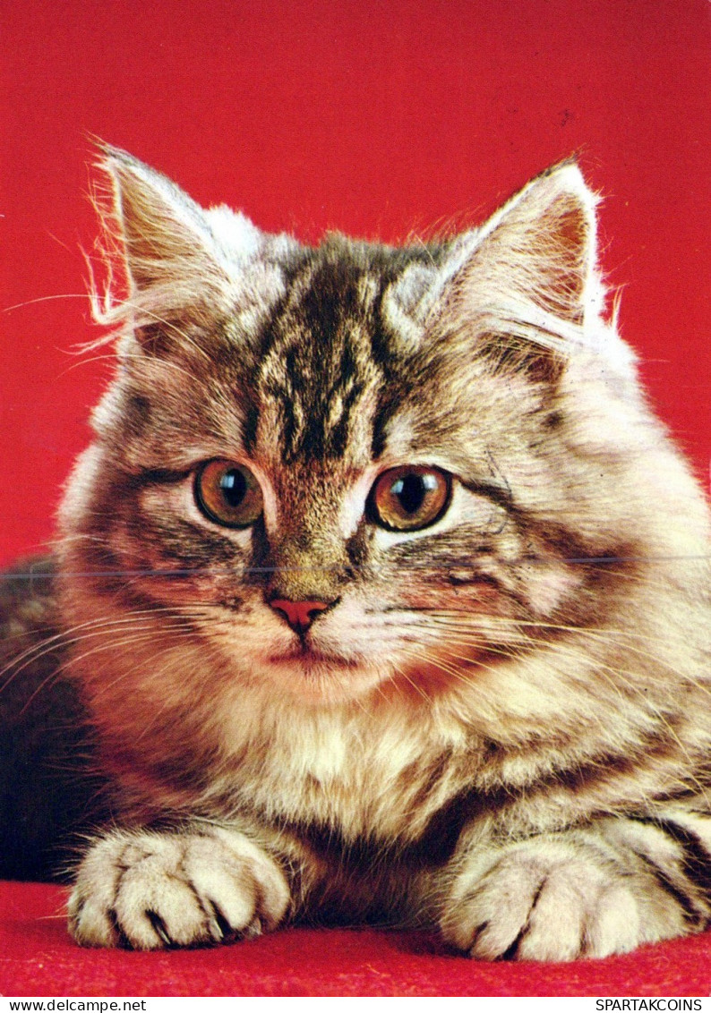CAT KITTY Animals Vintage Postcard CPSM #PAM064.GB - Gatos