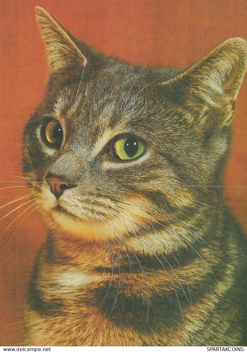 CAT KITTY Animals Vintage Postcard CPSM Unposted #PAM187.GB - Katzen
