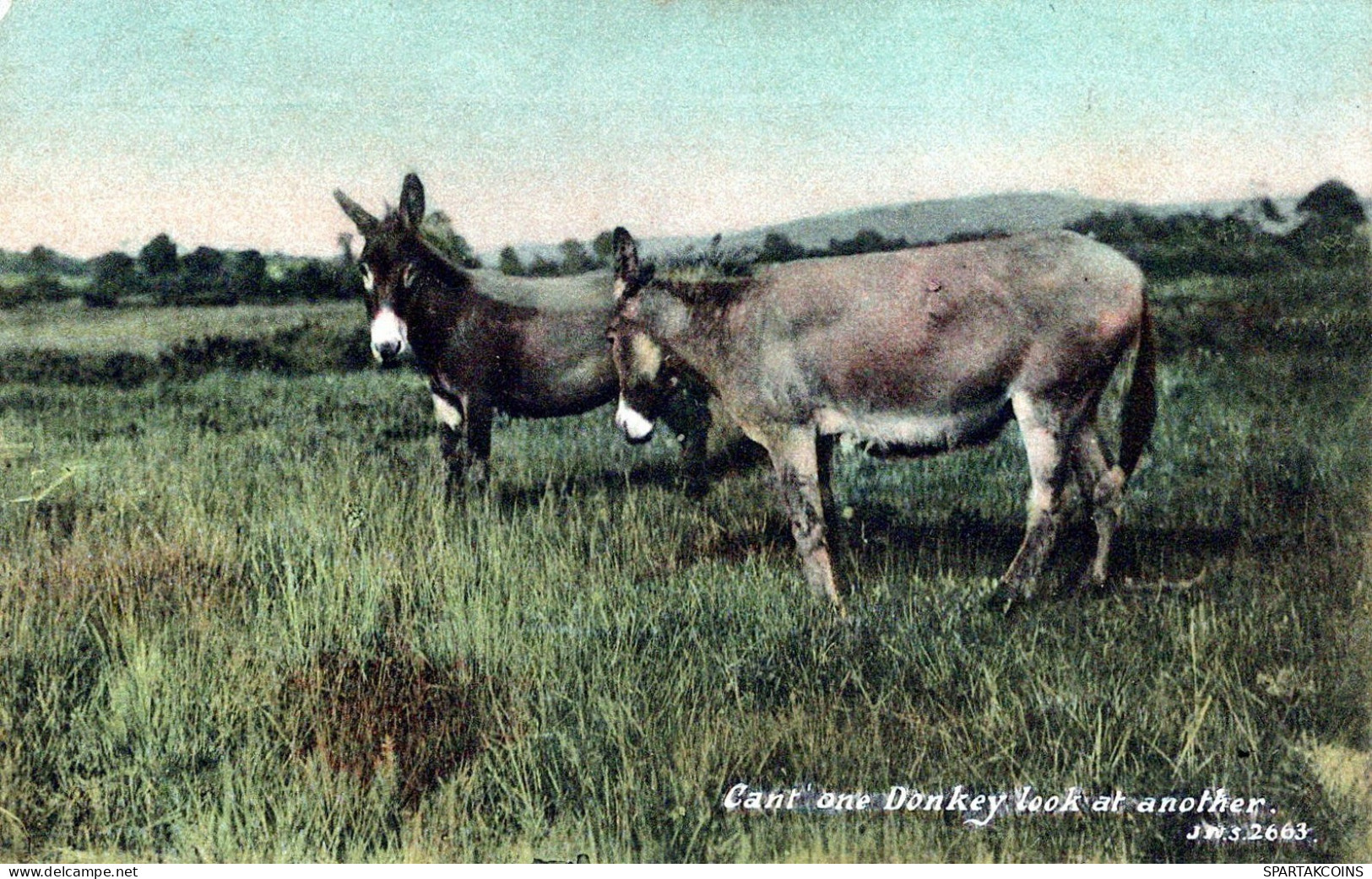 ÂNE Animaux Vintage Antique CPA Carte Postale #PAA077.FR - Donkeys