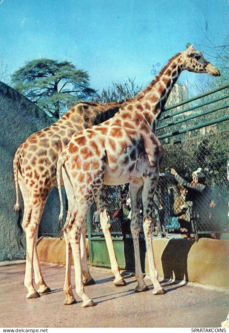 GIRAFFE Animale Vintage Cartolina CPSM #PBS953.IT - Girafes