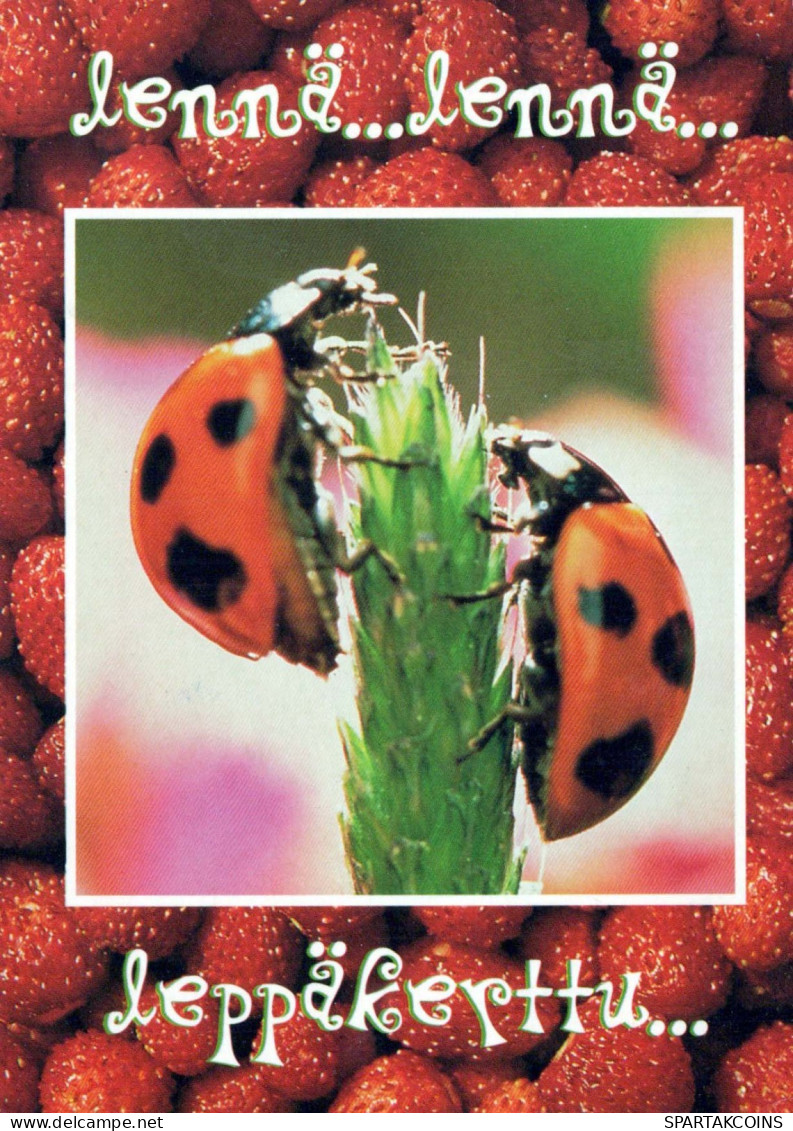 INSETTO Animale Vintage Cartolina CPSM #PBS486.IT - Insekten