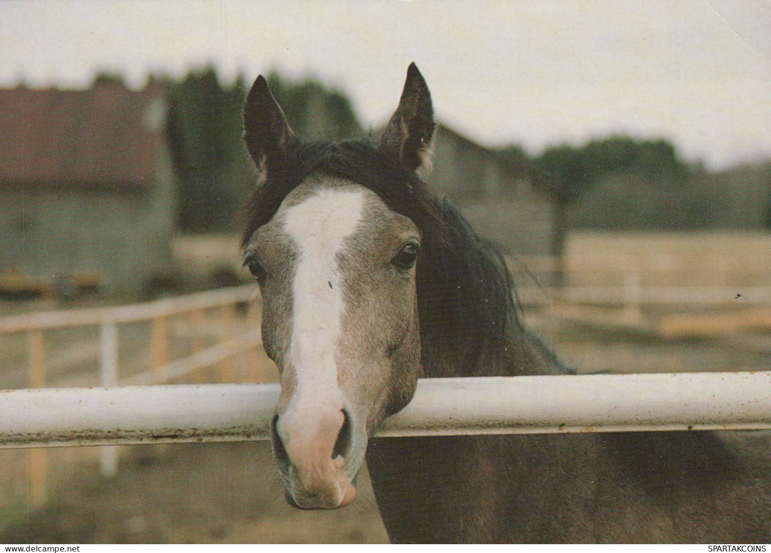 CAVALLO Animale Vintage Cartolina CPSM #PBR898.IT - Chevaux