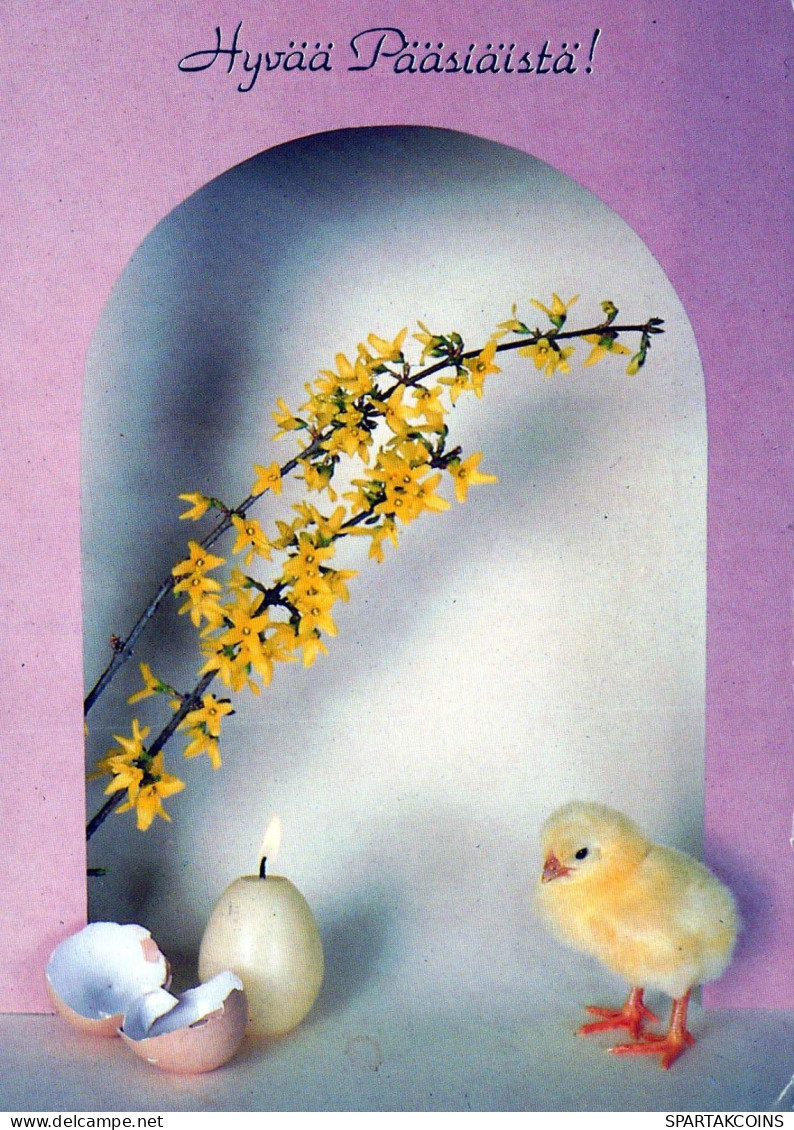 PASQUA POLLO UOVO Vintage Cartolina CPSM #PBP002.IT - Easter