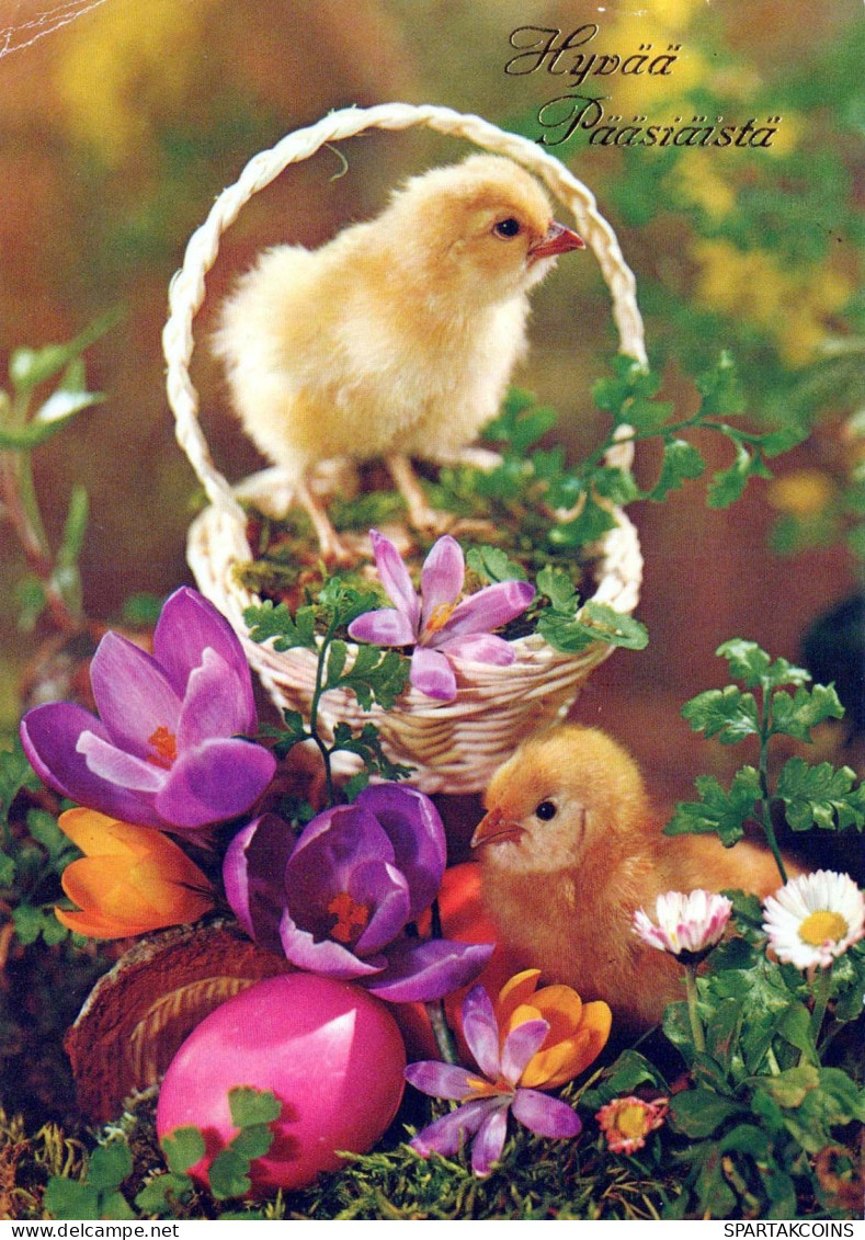 PASQUA POLLO UOVO Vintage Cartolina CPSM #PBO685.IT - Pâques