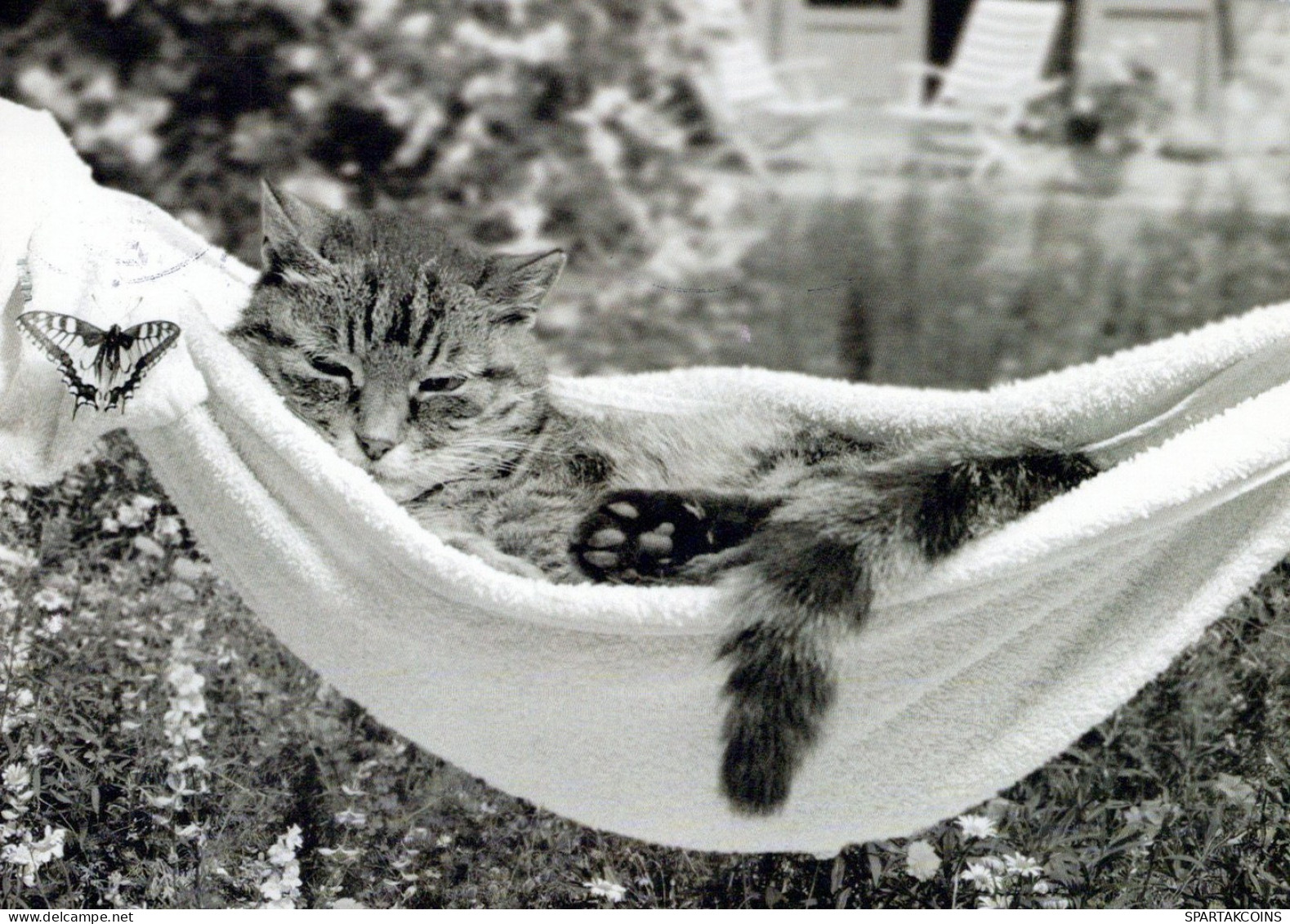 GATTO KITTY Animale Vintage Cartolina CPSM #PAM504.IT - Katten