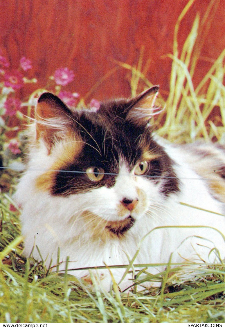 GATTO KITTY Animale Vintage Cartolina CPSM #PAM130.IT - Katzen