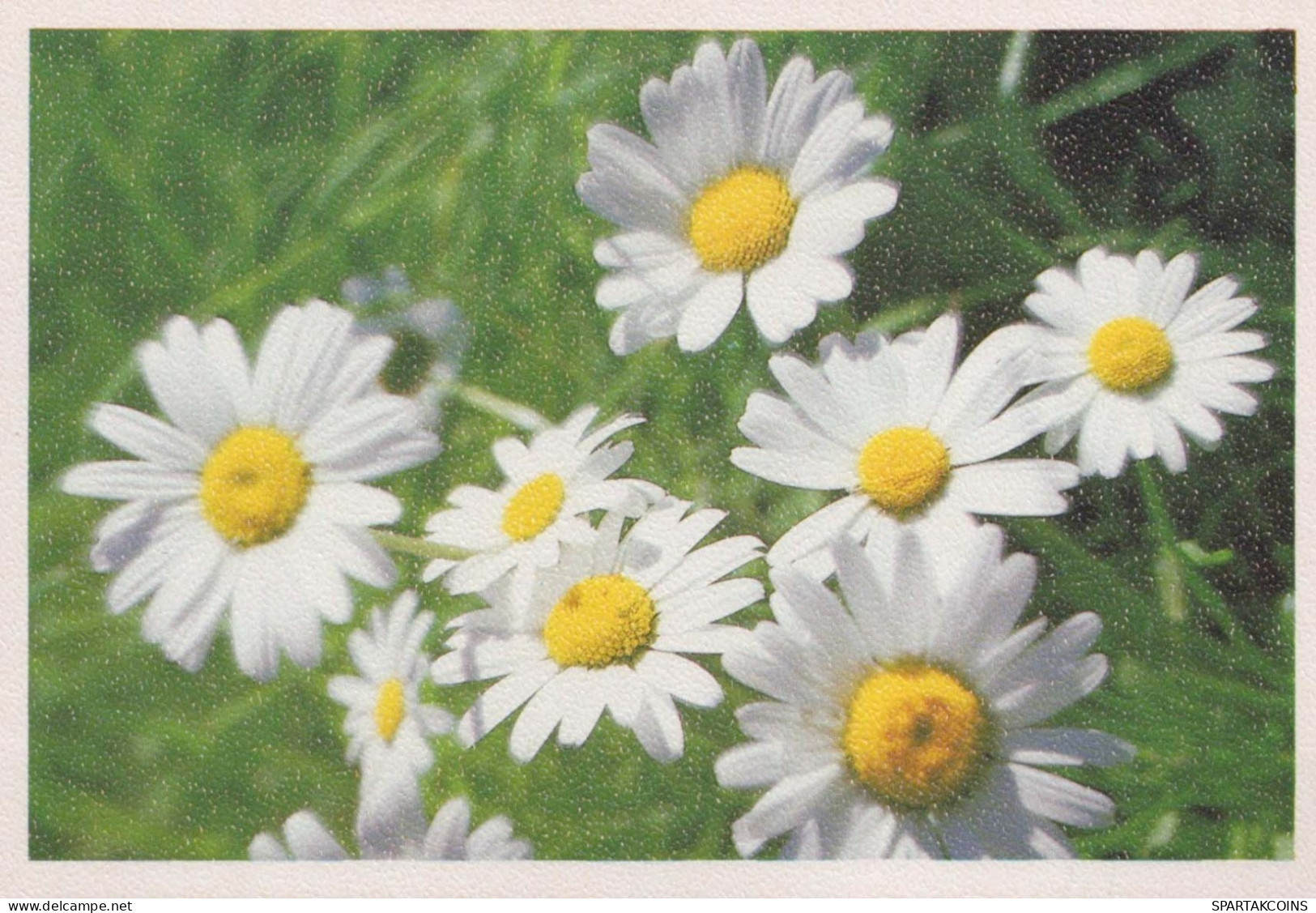FLORES Vintage Tarjeta Postal CPSM #PBZ695.ES - Fleurs