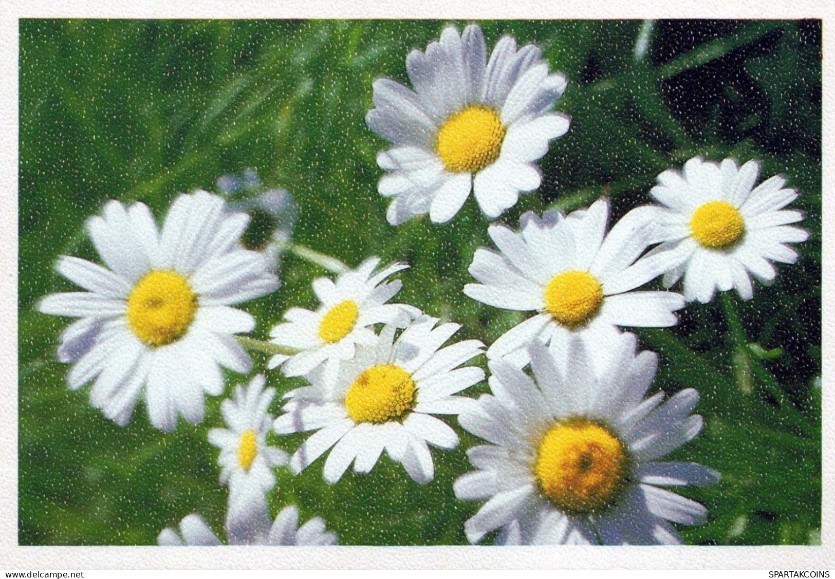 FLORES Vintage Tarjeta Postal CPSM #PBZ695.ES - Flowers