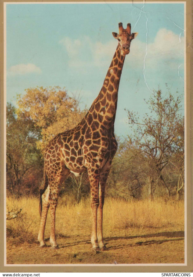 JIRAFA Animales Vintage Tarjeta Postal CPSM #PBS948.ES - Jirafas