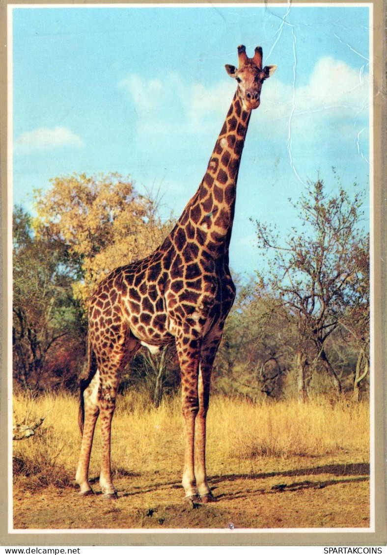 JIRAFA Animales Vintage Tarjeta Postal CPSM #PBS948.ES - Jirafas