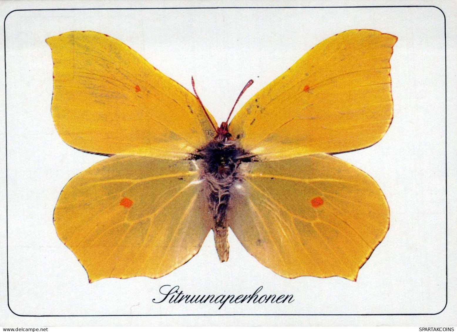 MARIPOSAS Animales Vintage Tarjeta Postal CPSM #PBS423.ES - Butterflies