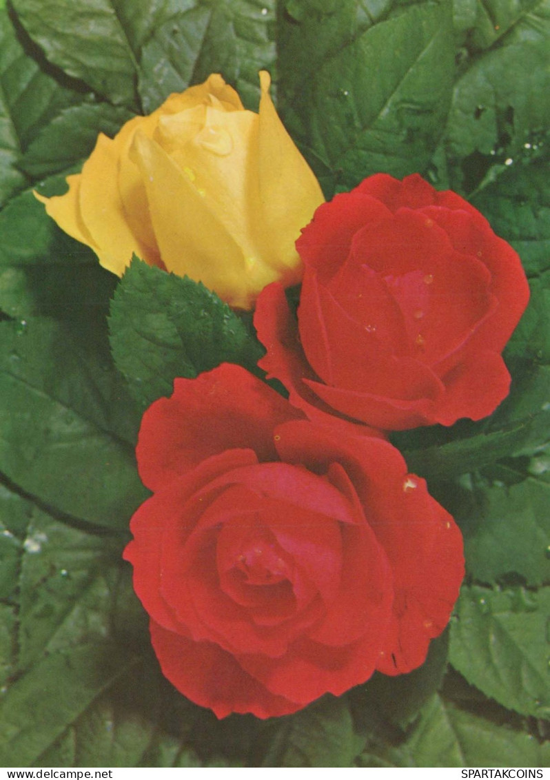 FLORES Vintage Tarjeta Postal CPSM #PAR987.ES - Flowers
