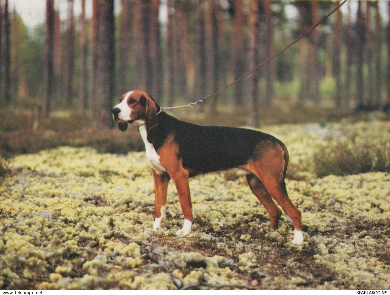 PERRO Animales Vintage Tarjeta Postal CPSM #PAN697.ES - Chiens