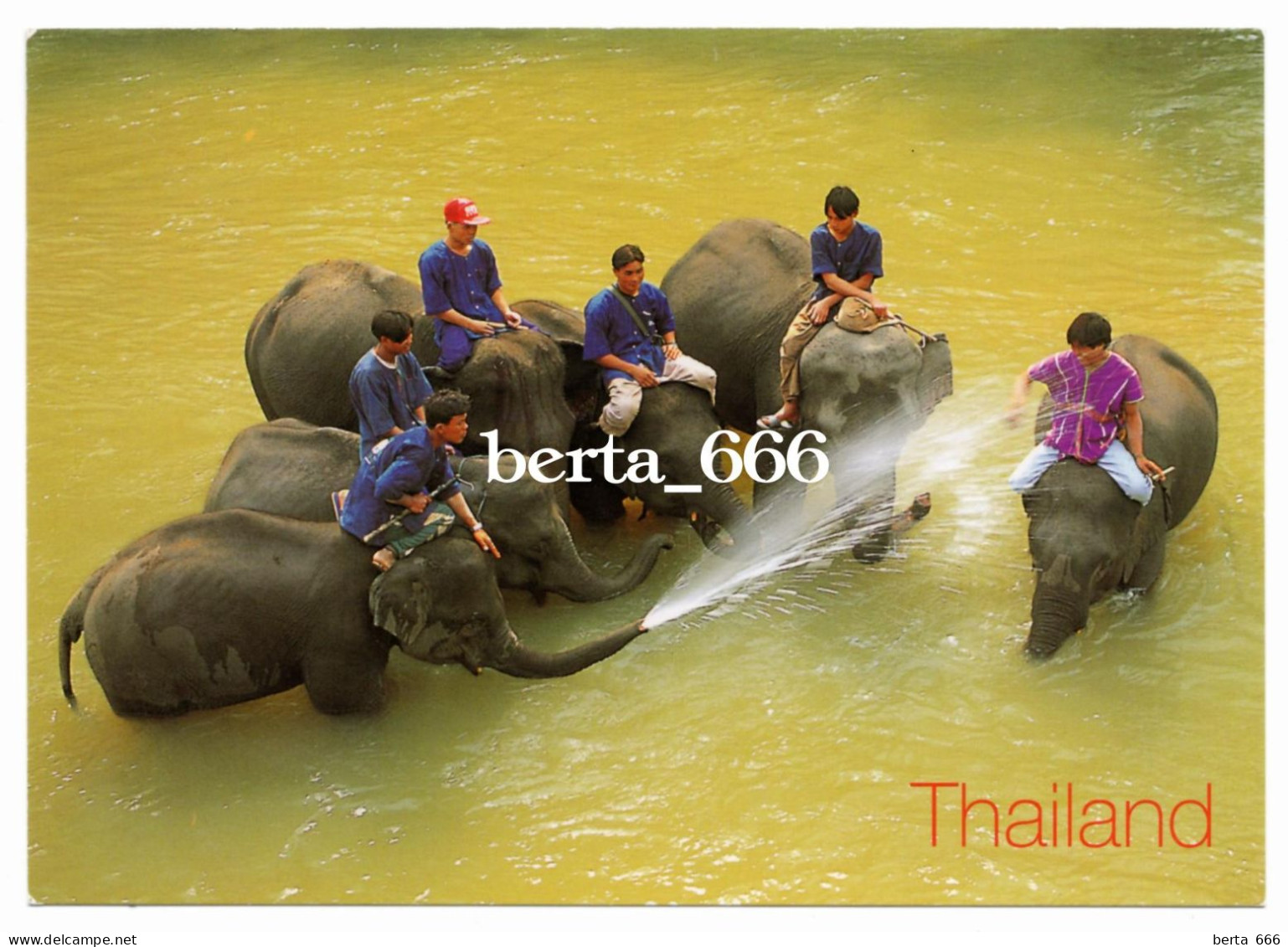 Thailand * Chiang Mai Elephant Training - Elefanten