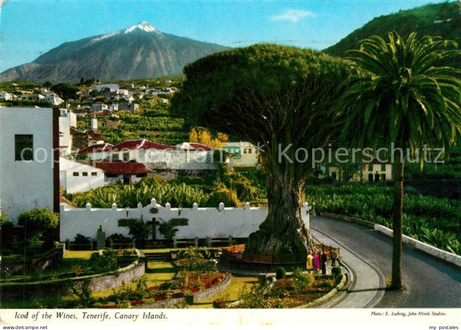 73607679 Tenerife Icod Of The Wines Tenerife - Autres & Non Classés