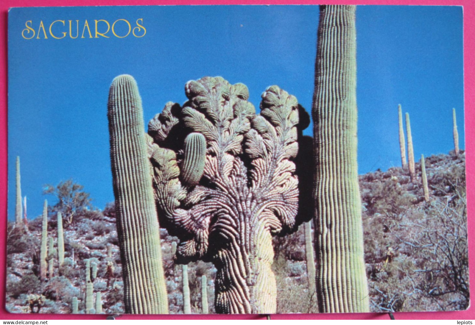 USA - Saguaros - Saguaro Cactus - Autres & Non Classés