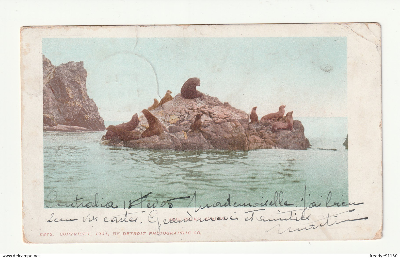 Etats Unis . Californie . Seal Rocks Avalon . Otaries . Phoques . Oblitération  Centalia . 1905 - Other & Unclassified