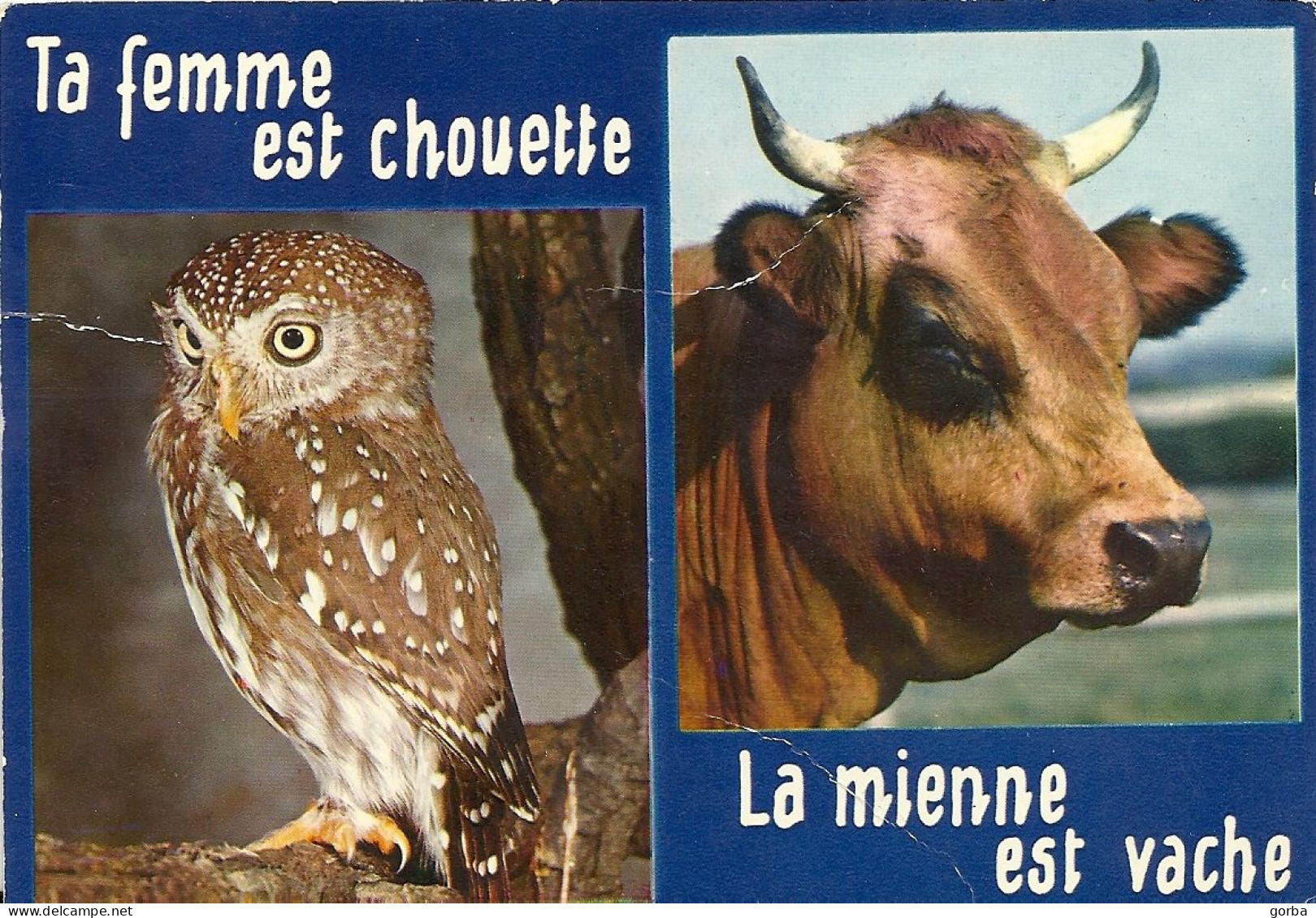 *CPM - Ta Femme Est Chouette, La Mienne Est Vache - Humor