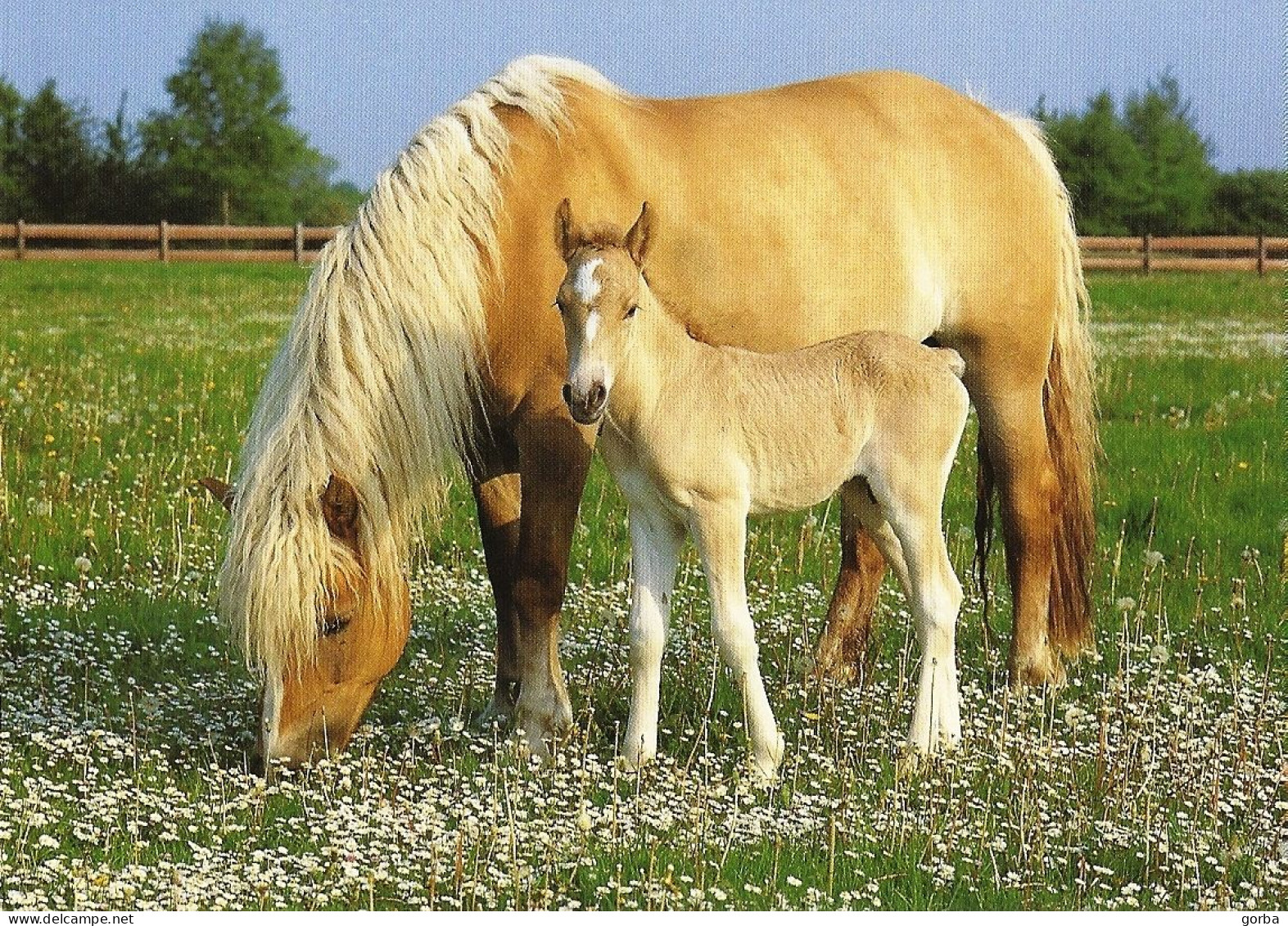 *CPM - Haflinger - Pouliche Et Son Poulain - Horses