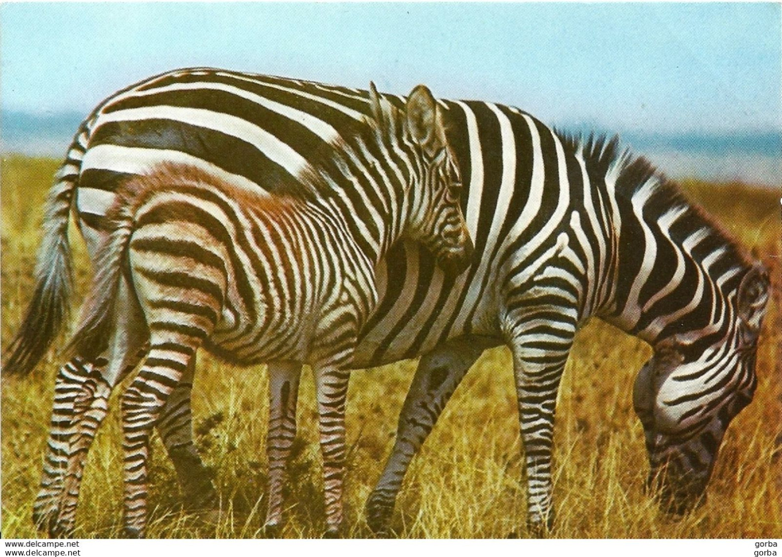 *CPM - Maman Zèbre Et Son Petit Dans La Savane - Zebras