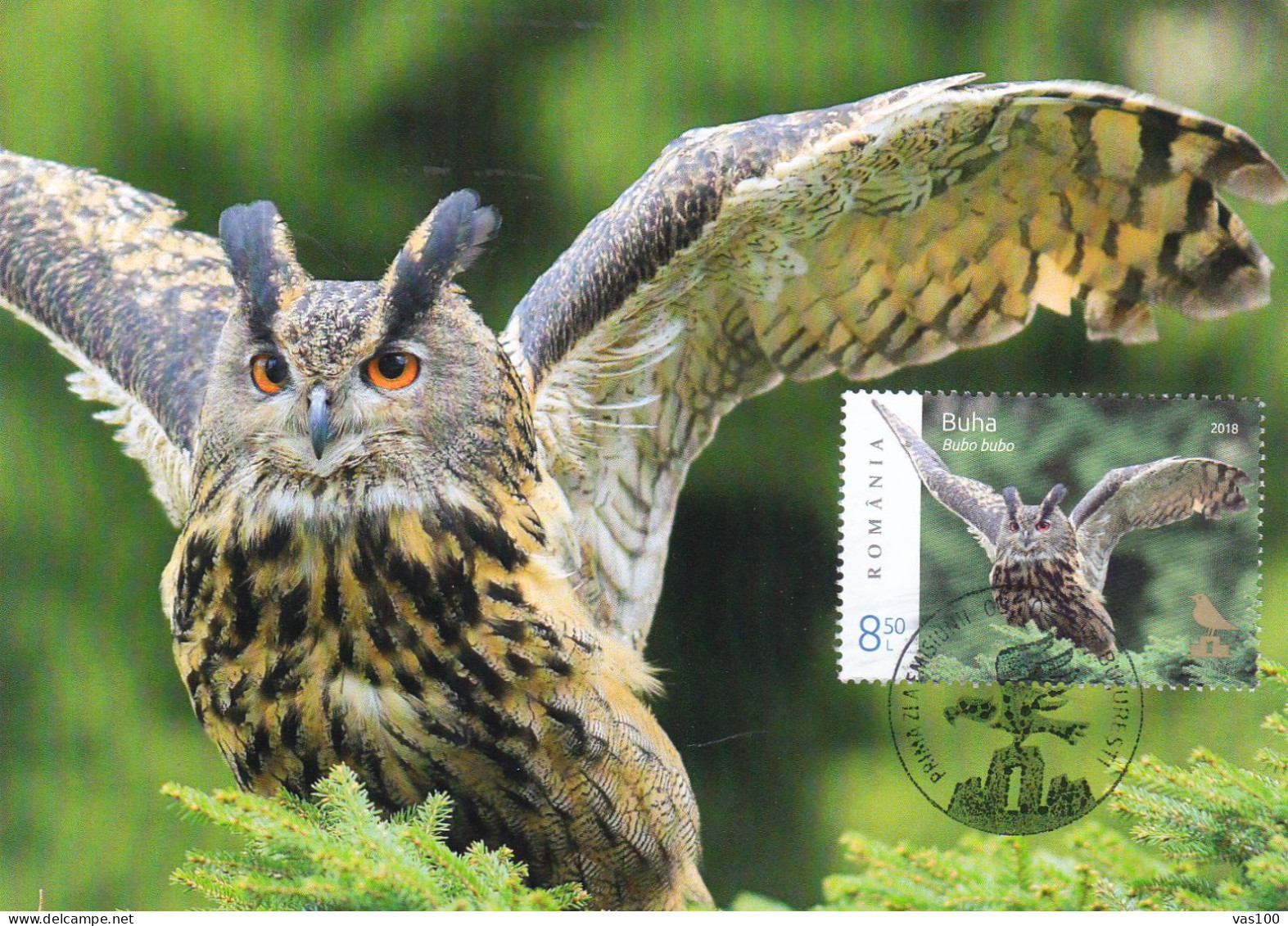 BUHA, BIRD OWLS,,2018 MAXICARD,CARTES MAXIMUM ROMANIA. - Owls