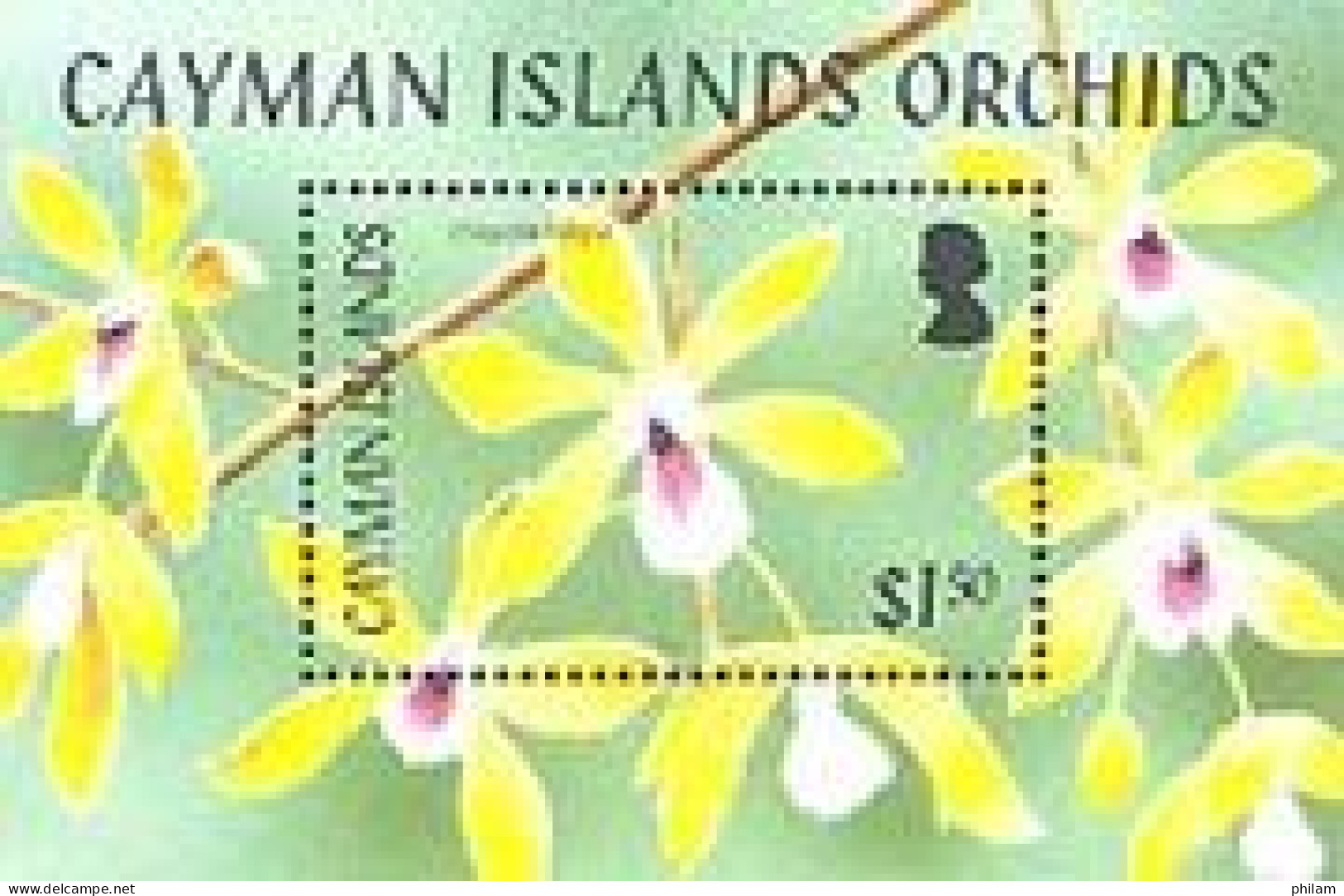 CAYMAN 2005 - Orchidées -- Encyclia Kingsii - BF - Caimán (Islas)