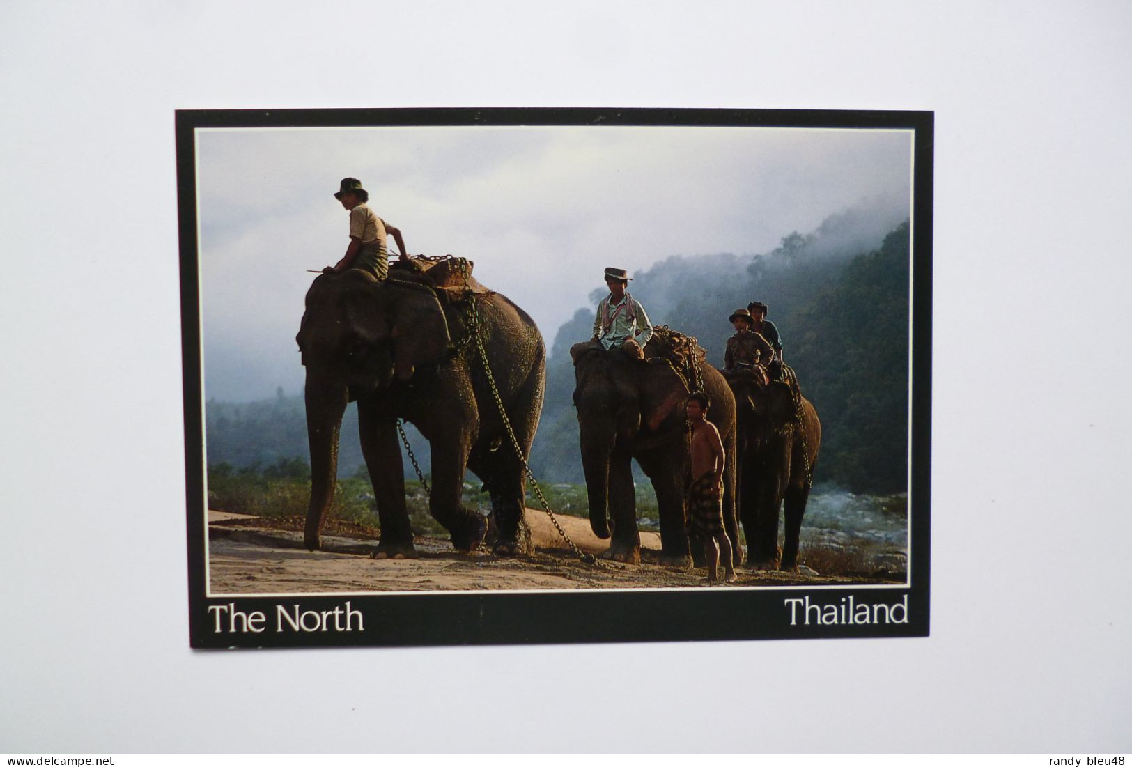 Thai Elephants  -  NORTH THAILAND  -  THAILANDE - Thaïland