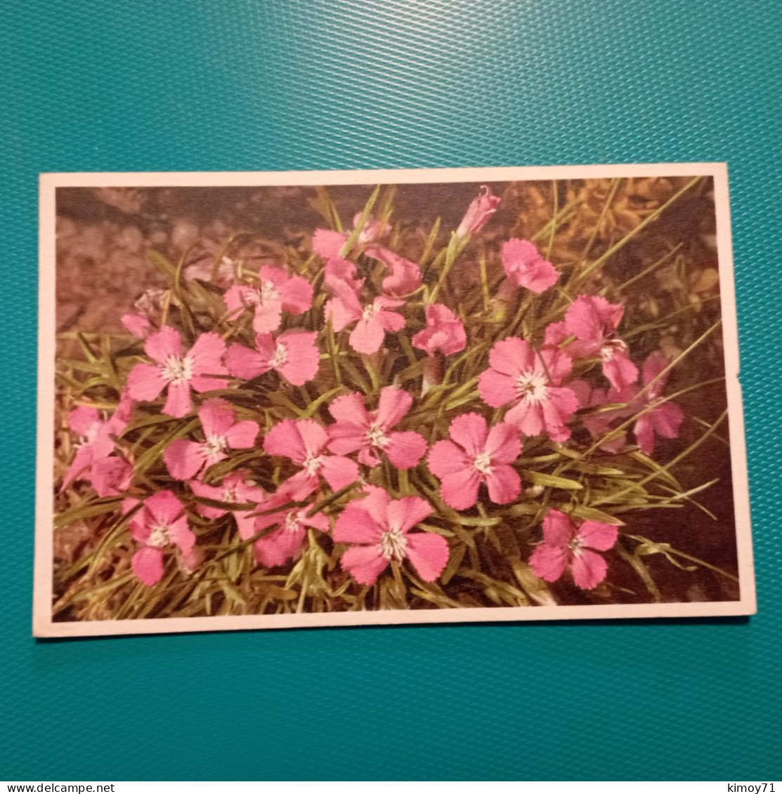 Cartolina Fiori Dianthus Glacialis. Non Viaggiata - Fleurs