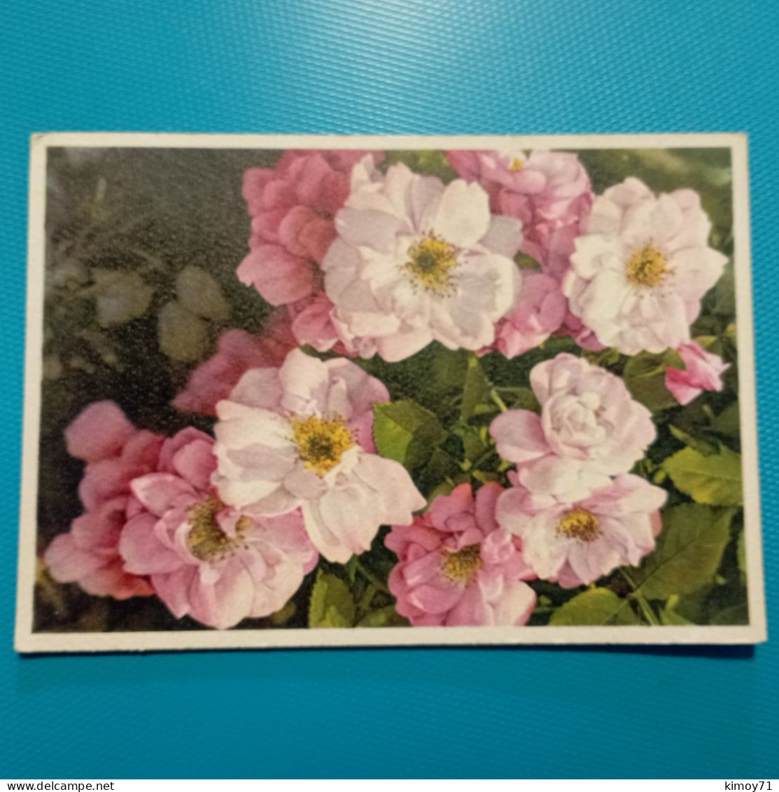 Cartolina Egtantine - Gefullte Wildrose - Fleurs